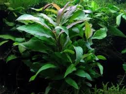 Image result for Rotala tenella
