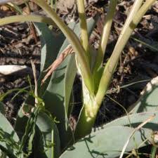 Image result for Crinum crassicaule
