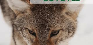 Check spelling or type a new query. Guide To Protecting Pets From Coyotes Petsweekly Com