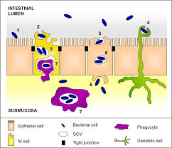 2017 salmonella serotypes isolated all species bovine avian equine other1 total salmonella enterica subspecies enterica isolated 2158 1444 645 6 64 salmonella arizonae/diarizonae 1 total 0 0 0 0 1 group b* 214 119 92 1 2 salmonella agona 20 11 8 1 Pathogenesis Model Of Salmonella Enterica Serovar Typhimurium 1 Download Scientific Diagram