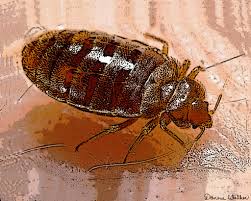 You can trust spott pest prevention to completely get rid of bed bugs in your home. Bed Bugs In Assisted Living Facilities Hearts Pest Management