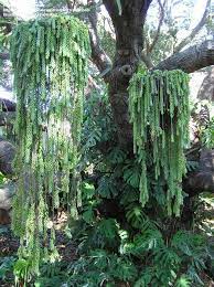 Pin By Hilde Herbold On Plants And Gardens Succulents Hanging Succulents Suculent Plants Planting Succulents