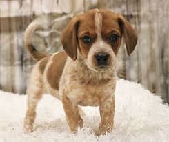 We help shelter small dogs who have been abandoned, neglected, abused, or are unwanted. Adopt A Pet Petsmart Charities