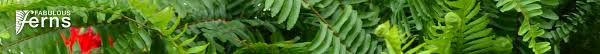 Maybe you would like to learn more about one of these? Fernlea Flowers Ltd Fabulous Ferns