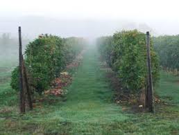Shaping and promoting a particular tree form is done to establish the plant in a particular situation under certain. Cordon Trained Fruit Trees For Sale