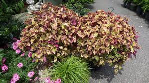 Image result for Coleus meyeri