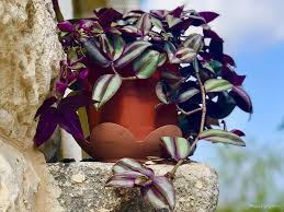 Image result for Tradescantia zebrina