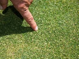 Check spelling or type a new query. Golf Courses Quiet Invader Is Poa Annua The Spokesman Review
