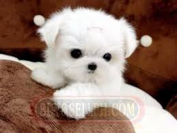Home of the most adorable, sweet, loving, and beautiful maltese ������� � price range £. Male And Female Teacup Maltese Puppies For Rehoming For Sale Philippines Find New And Used Male And Female Teacup Maltese Puppies For Rehoming For Sale On Buyandsellph