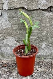 Image result for Cissus quadrangularis