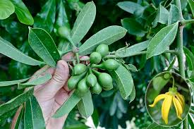 Image result for Artabotrys likimensis