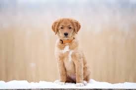 Suchen sie einen schon älteren retriever, schauen sie bitte auf unsere seite zur vermittlung älterer hunde. Welpen Erstausstattung Welpenknigge De
