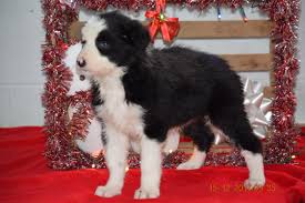 How many types of collies are there? Border Collie Norwegian Elkhound Mix Puppy For Sale Female Lilly App Ac Puppies Llc