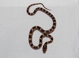Black And White Diamond Pattern Snake Brown Orange And White Baby Corn Snake Cute Snake Corn Snake Snake Patterns