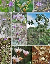 Image result for Vernonanthura polyanthes