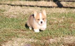 We live on a farm in the texas panhandle near perryton, where we raise show pigs and pembroke welsh corgis. Generous Pembroke Welsh Corgi Puppies For Sale Enfield Center Nh Free Classifieds In Usa