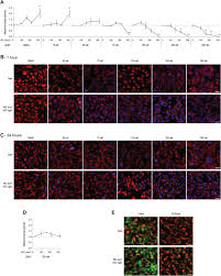 The noise that they make was described as chirping. Absorption Of Blue Light By Cigarette Smoke Components Is Highly Toxic For Retinal Pigmented Epithelial Cells Springerlink