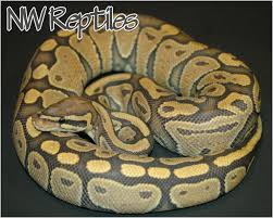 Maybe you would like to learn more about one of these? Northwest Reptiles Orange Ghost Ball Python Description And Photos Ball Python Breeder