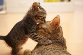 Anne Kedilerin Yavrulariyla Cekilmis Muhtesem Fotograflari 27 Sayfa Cute Kittens Cok Sirin Hayvanlar Hayvan Yavrusu