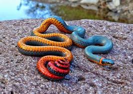ثقافة وعلوم بالصور حيوانات بالوان غريبة وجميلة Cool Snakes Snake Colorful Snakes
