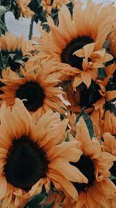 Mobil Icin Duvar Kagidi Sunflower Iphone Wallpaper Sunflower Wallpaper Sunflower Photography