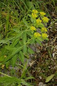Image result for Euphorbia depauperata