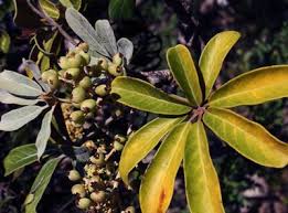 Image result for Astropanax polysciadius