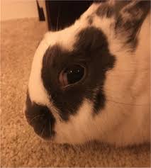 But whether it can be completely fixed can only be determined by a veterinarian. Thymomas In Rabbits The Veterinary Nurse
