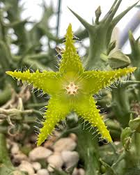 Image result for Orbea dummeri