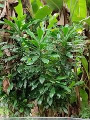 Image result for Euphorbia polycnemoides