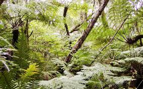 Image result for Cyathea capensis