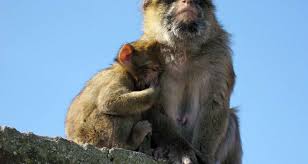 Gibraltar affen wild monkeys on the rock of gibraltar. Gibraltar Will Seine Affen Vor Corona Schutzen