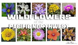 Maybe you would like to learn more about one of these? Wildflowers Of The Pacific Northwest Pacific Northwest Adventures