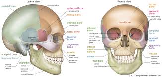 The skull has a single occipital condyle.7 the skull consists of five major bones: Skull Definition Anatomy Function Britannica