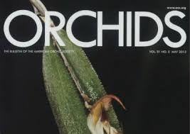 Image result for Zeuxine africana