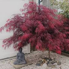 Arce Japones Dissectum Garnet Japanischer Garten Garten Japanischer Ahorn Garten