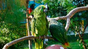 Como Cuidar Cotorras Pericos Y Loros Sin Madre Notas De Mascotas