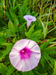 Image result for Ipomoea violacea