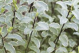 A white substance may appear near the soil line. Gardening Journal Plant Of The Month Pittosprum Silver Queenys