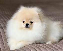 Does your cat or dog have adorable nicknames? 100 Cream Colored Dog Names The Paws