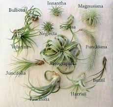 We believe in helping you find the product that is right for you. Types Of Air Plants Air Plant Garden Air Plants Care Air Plants