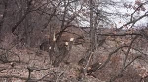 Pădurea hoia baciu este o pădure ca oricare alta la prima vedere, însă ascunde lucruri înfricoșătoare. ContinuÄƒ Dezastrul Din PÄƒdurea ParanormalÄƒ Din Romania De Ce Este CelebrÄƒ In Lume Hoia Stirileprotv Ro