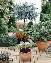 20 mediterrane voortuin ontwerpen met tips inspiratie en ideeen met o a mediterrane planten mediterrane tuin achtertuin bomen tuin ideeen