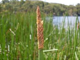 Image result for Eleocharis acutangula