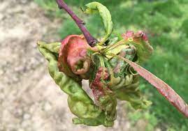 Maybe you would like to learn more about one of these? Keep An Eye Out For Peach Leaf Curl Growing Produce