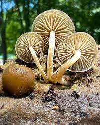 Image result for Simocybe centunculus