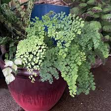 Image result for Adiantum comorense