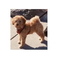 Parti poodle puppies for sale australia. Registered Poodle Miniature Dog Breeders Australia