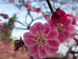 Image result for Pleiocarpa