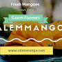 Natural Mangoes Chennai from www.salemmango.com